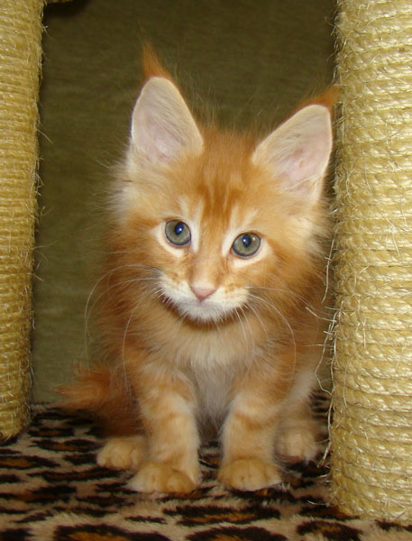     Catsvill County!   !    !       !!!    Catsvill County +7-926-544-74-09     .   ,   ,   ,    ,   ,  ,     ,   -,    ,   !
